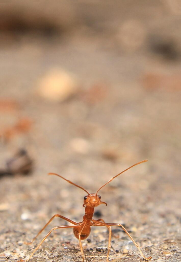 Close-up of a red ant on a sandy ground, showcasing its fine details and antennas.